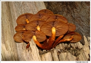 Sulphur Tuft 2